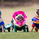 Pups wearing clothing at Pug-O-Ween in Melbourne, Australia (Photo: Newspix/Getty Images)